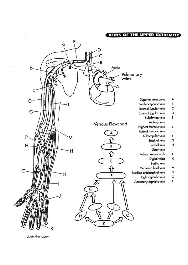 vein map 1