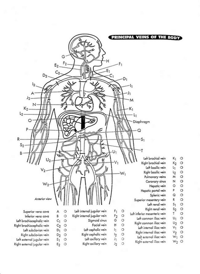 vein map 2