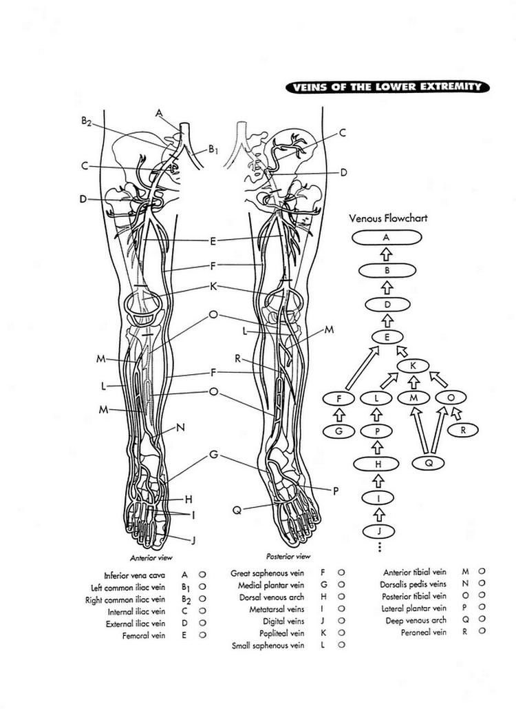 vein map 3